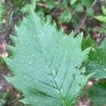 Karpatiosorbus remensis Blatt