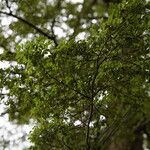 Nothofagus solandri Folha