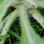 Erigeron floribundus Bark