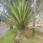 Furcraea selloana List