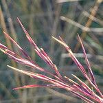 Festuca asplundii 花