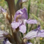 Phelipanche arenaria 花