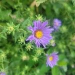 Dieteria asteroides Flower