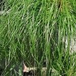 Cyperus papyrus Folha