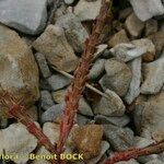 Euphorbia exigua Corteza