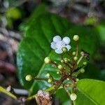 Sagotia racemosa