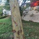 Platanus mexicana Кара