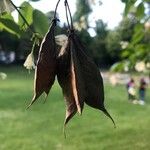 Staphylea trifolia Fruit