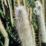 Cleistocactus hyalacanthus Liść