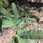 Prosopis velutina Hoja