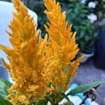 Celosia argenteaBlomst