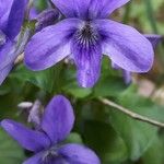 Viola × uechtritziana