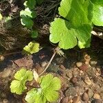 Hydrocotyle ranunculoides Feuille