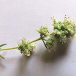 Teucrium polium Flower