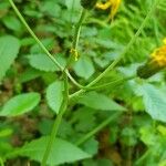 Crepis paludosa Habit