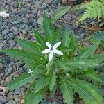 Hippobroma longiflora Hábito