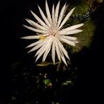 Epiphyllum hookeri 花