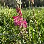 Onobrychis arenaria Hábitos