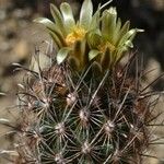 Sclerocactus scheeri Кветка