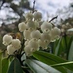 Pieris formosa Fula