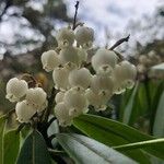 Pieris formosa Flower