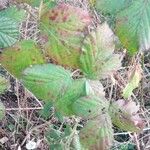 Rubus macrophyllus Blad