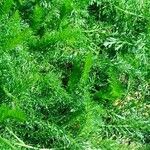 Achillea distans Hoja