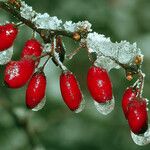 Berberis vulgaris Φρούτο