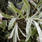Pyrus salicifolia Leaf