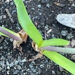 Tulbaghia simmleri Leaf