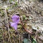 Soldanella alpina Floare