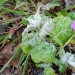 Salvia aethiopis Leaf