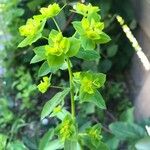 Euphorbia platyphyllos Flor