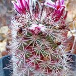 Cochemiea fraileana Flower