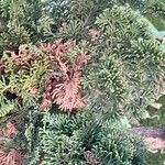 Chamaecyparis obtusa Hoja
