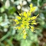 Descurainia sophia Flor