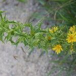 Scolymus hispanicus Hábito