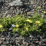 Hieracium berardianum Libunga