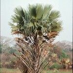 Borassus aethiopum Elinympäristö