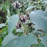 Hibiscus grandiflorus Лист