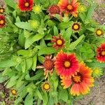 Gaillardia aristataফুল