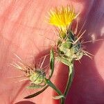 Centaurea melitensis Blüte