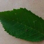 Prunus aviumLeaf