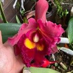 Cattleya wittigianaBlüte