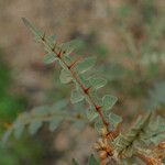 Solanum pyracanthos Blatt