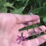 Prenanthes purpurea Flower