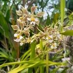 Encyclia granitica Кветка