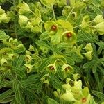 Euphorbia × martini Flower