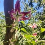 Lilium speciosum Květ