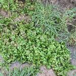 Nasturtium officinale Blad